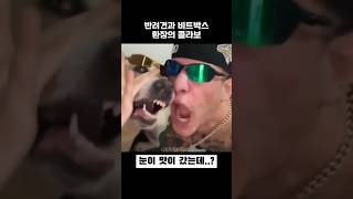 개같이 말아주는 비트박스