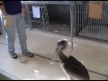 young white pelican