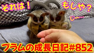 【一週間ぶりのパンに夢中なプラム＆ぱんじろう】Bushbaby Plum's Growth Diary ショウガラゴ プラムの成長日記