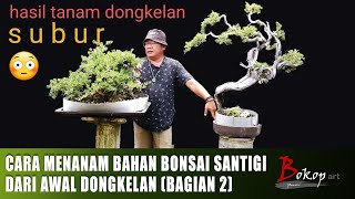 CARA MENANAM BAHAN BONSAI SANTIGI DARI AWAL DONGKELAN (bagian 2)