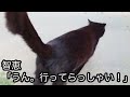 毎日公園で見かける猫。「うちにくる？」と言ったら猫が言った「やだ だって..」理由がとんでもなかった 【猫の不思議な話】【朗読】