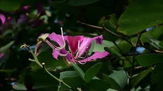 the beauty of back light of flowers Hong Kong Ochid tree /with Shubert unfinished 2nd mv