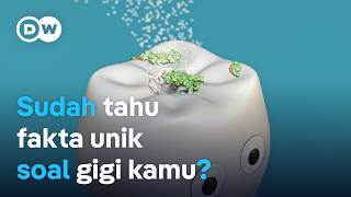 Fakta gigi manusia: Bisa sembuh sendiri dan mati, tapi stabil! | DW Inovator