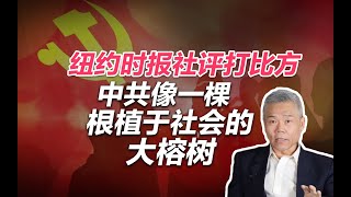 司马南：纽约时报社评打比方，中共像一棵根植于社会的大榕树