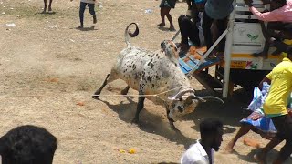 Ulagampatti Manjuvirattu Best Videos / உலகம்பட்டி மஞ்சுவிரட்டு 2023