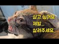 두 눈은 붙어 앞을 못보고 몸은 차갑고 굶주림에 뼈만 앙상한 새끼고양이를 구할 수 밖에 없었습니다