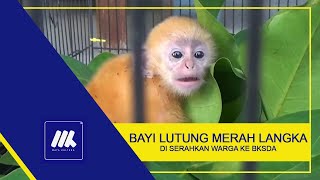 Warga Serahkan Bayi Lutung Merah Langka ke BKSDA