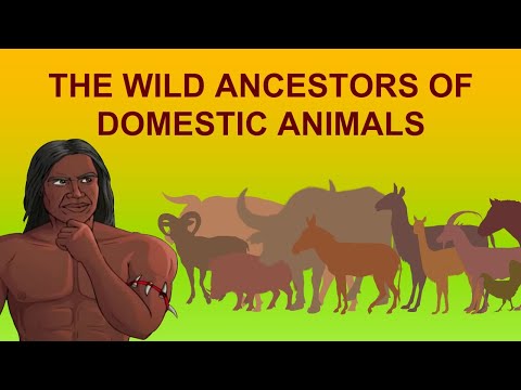 How did domestication of animals start?