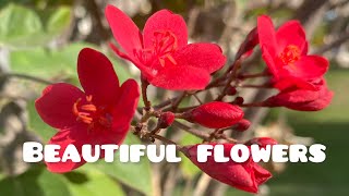 Beautiful flowers / Qatar street winter flowers/ പൂക്കൾ ഇഷ്ടമില്ലാത്തവരുണ്ടോ