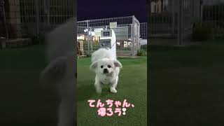 新東名浜松SAのドッグラン　てんちゃん#犬 #犬の生活 #SAのドッグラン