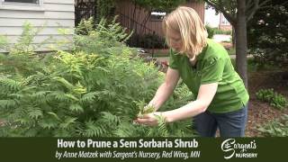 How to Prune a Sem Sorbaria Shrub - Sargent's Nursery, Inc.