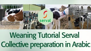 Weaning Tutorial Serval - Collective preparation of milk replacer for young animals Arabic