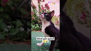 நிவன் சுக அழகானீ போலே😓😭🏳️ #cat #trending #shorts #vuralvideo #cats #rip #ripsundari #srilanka #fyp