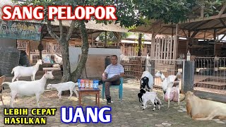 3 KEUNGGULAN PETERNAKAN KAMBING PERAH