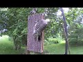 juvenile red bellied woodpecker