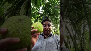 फणसासारखं दिसणारं फळ #breadfruit #नीरफणस #jackfruit