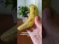 Jangan simpan pisang di kulkas ya, bund 😊 #pisang #tips #tipsdapur #shortvideo #shorts #short