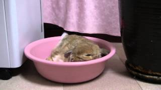 洗面器でごろりするももさんMomo lying in wash-basin2015/06/03