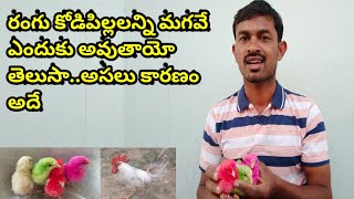 Leghorn chicken Chick's colour and laying details | కోడిపిల్లలుకి రంగు ఎందుకు..