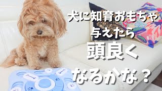 犬に知育おもちゃ与えてみたら天才だった！【マルプー】