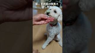 @くらしを楽しむ 早すぎて見えましたか？犬芸