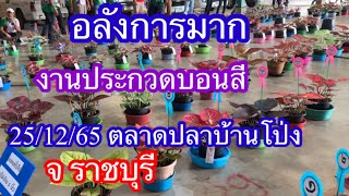 อลังการงานประกวดบอนสี25/12/65ตลาดปลา อ บ้านโป่ง จ ราชบุรี