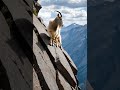 beautiful nature goat shortvideo nature viralvideo