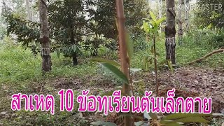 EP12 สาเหตุ 10 ข้อที่ทำให้ทุเรียนต้นเล็กตาย