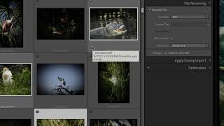 Importing and Organizing Photos in Lightroom