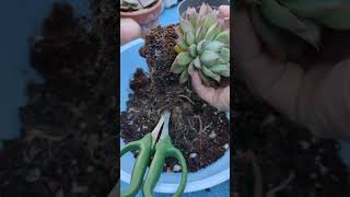 Let's repot Echeveria Seashell | bikolanahardinera #repotting #succulent