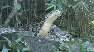 インドニシキヘビ,Sanca Bodo,Molorus Python,バリ動物園,Bali Zoo,Kampung Sumatra,Indonesia,インドネシア,Bali,バリ島