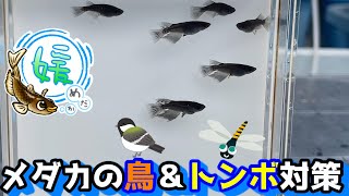 メダカの鳥対策とトンボ対策～打水産卵と打空産卵！トンボによって変わる対策方法～【媛めだか】