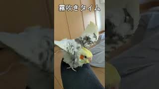 オカメインコに霧吹きかけると反応がかわいい　#shorts