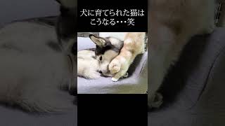 育ての親を見つけた猫の行動が可愛すぎる...#shorts