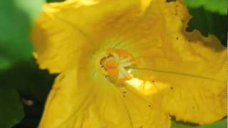 Hand Pollination of Summer Squash