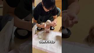 Abandoned Puppy Gets A New Dad❤️#puppy #dog #doglover