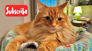 Caturday - Live