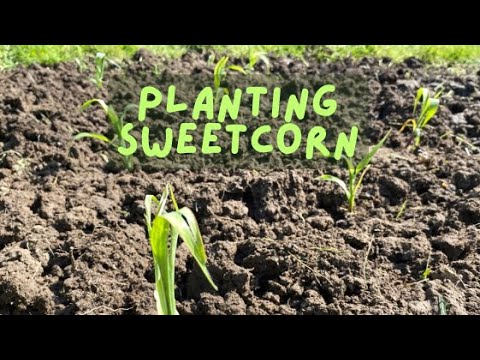 Planting Out Sweetcorn Youtube