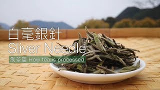 How Silver Needle is processed | 白毫銀針-制茶篇