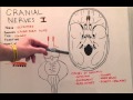 Cranial Nerve I - Anatomy Lecture for Medical Students - USMLE Step 1