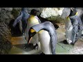 飼育員にきいちゃおう！～ペンギンのカチカチって何の音？～