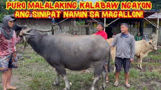 PURO MALALAKING KALABAW NGAYON ANG SINIPAT NAMIN SA MAGALLON! | PART 2 | SOLLE'S GANDANG BUHAY