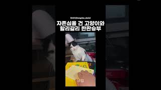 질 자신이 없다는 고양이