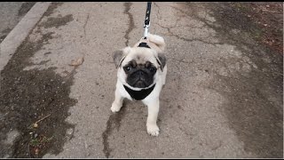 Pug puppy first walk!