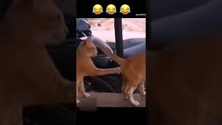 Funny Fails Short Compilation😂😂😂Try Not To Laugh Challenge You Laugh You Lose Funny Memes Tiktok