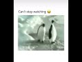 Penguins #tiktok #subscribe #instagram #comedy