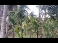 6 Acre 35 Guntas Coconut Farm Land For Sale Near Hullhalli. (8197434359).