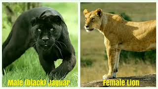 Top Cross BreedHybrid Animals in the World ஆச்சரியமூட்டும் அதிசய விலங்குகள் in Tamil   YouTube