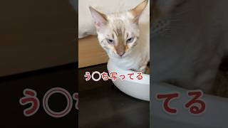 【子猫動画】ホワイトベンガル　生後4ヶ月半！　うんち中〜　ベンガル猫　ネコ　ねこ　#cat #bengalcat #ベンガル #ベンガル猫 #ベンガル子猫 #子猫 #bengal #猫