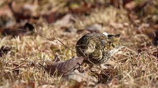 トラツグミ2025 White's Thrush